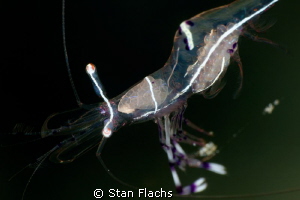 shrimp carrying eggs by Stan Flachs 
